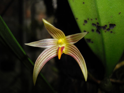 Mô tả Lan Lọng Hoa Đơn – Bulbophyllum affine
