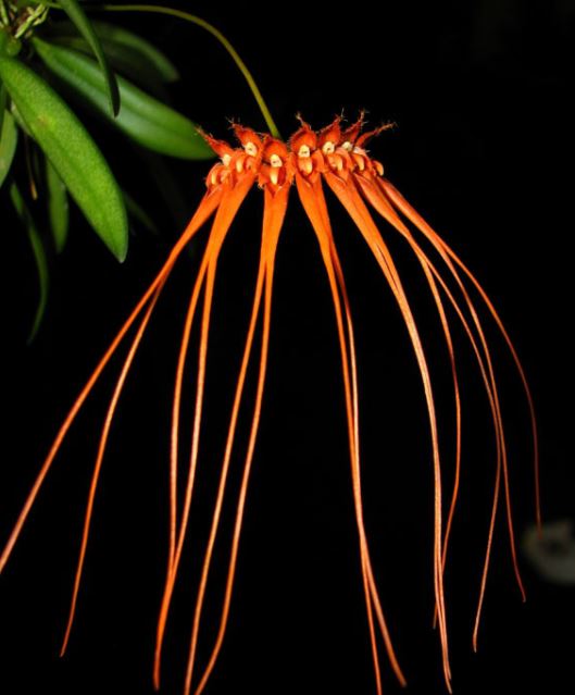 Lan Lọng Vệ Nữ – Bulbophyllum pectenveneris