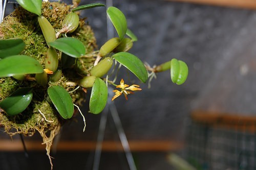Lan Lọng Xinh – Bulbophyllum concinnum