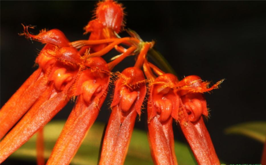 Lan Lọng Vệ Nữ – Bulbophyllum pectenveneris cận cảnh