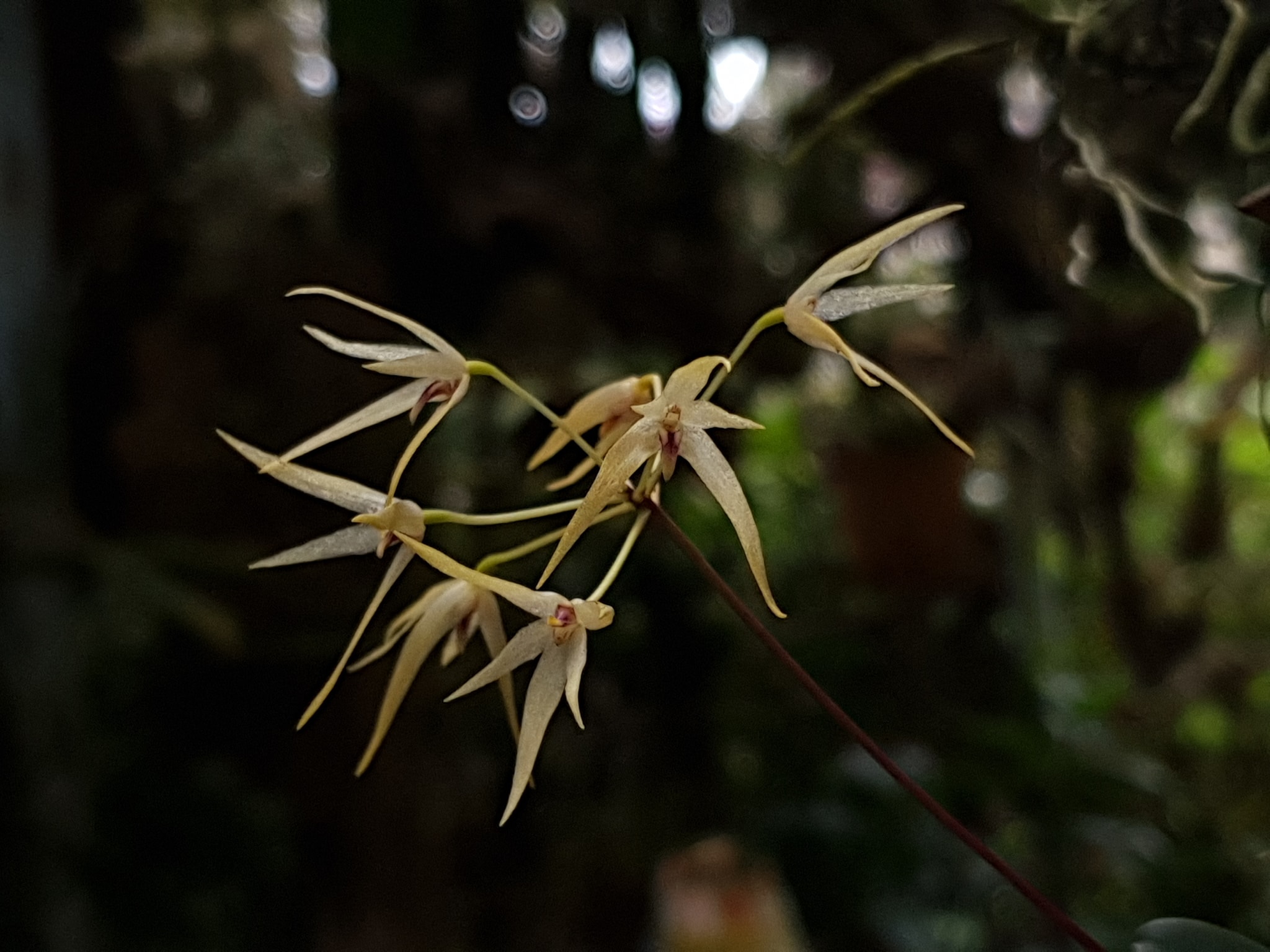 Lan lọng trắng nhỏ – Bulbophyllum pinicolum