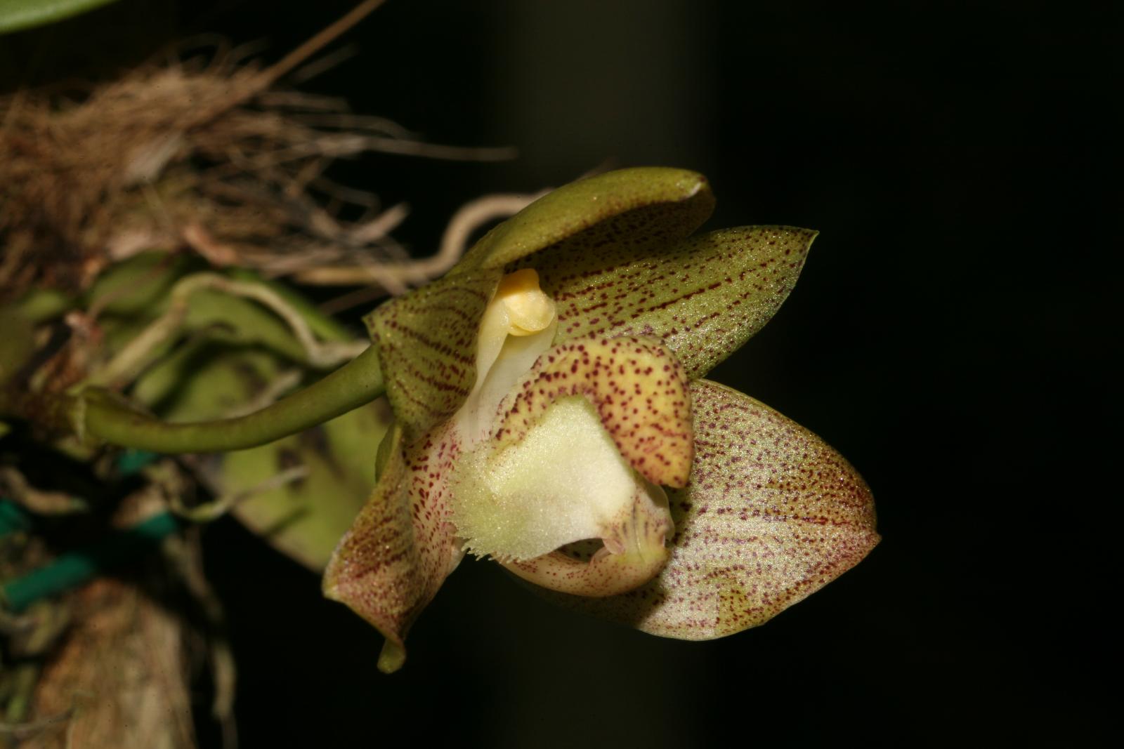 an Lọng Đẹp – Bulbophyllum pectinatum