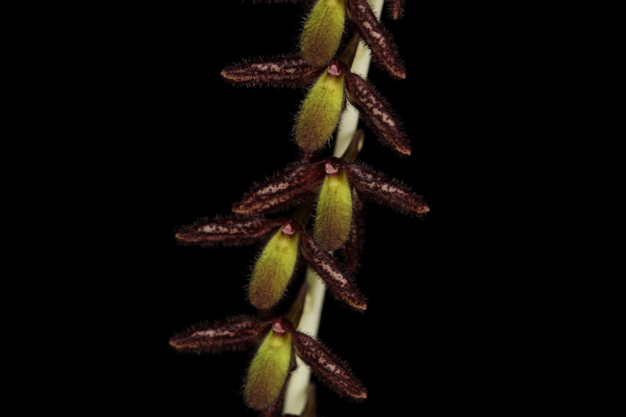 Lan Lọng Đen Bulbophyllum nigrescens