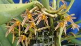 Lan Lọng Hoa Đơn – Bulbophyllum affine