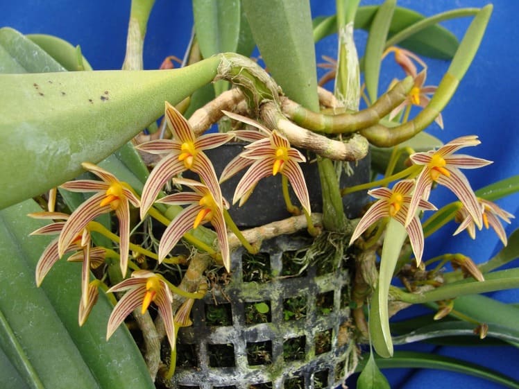 Bulbophyllum-affine1(1)