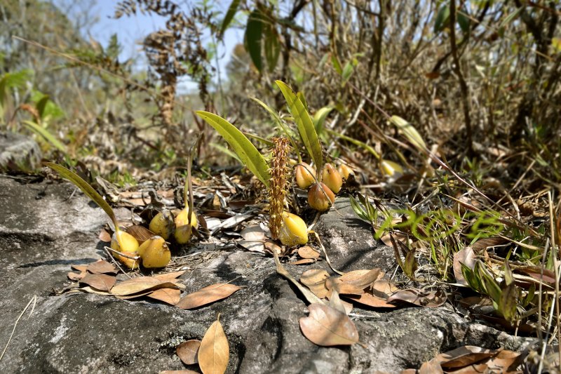 Lan Lọng Chùm Cong – Bulbophyllum morphologorum
