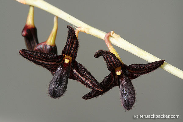 Cánh hoa Lan Lọng Đen nhỏ màu đen có lớp lông mỏng