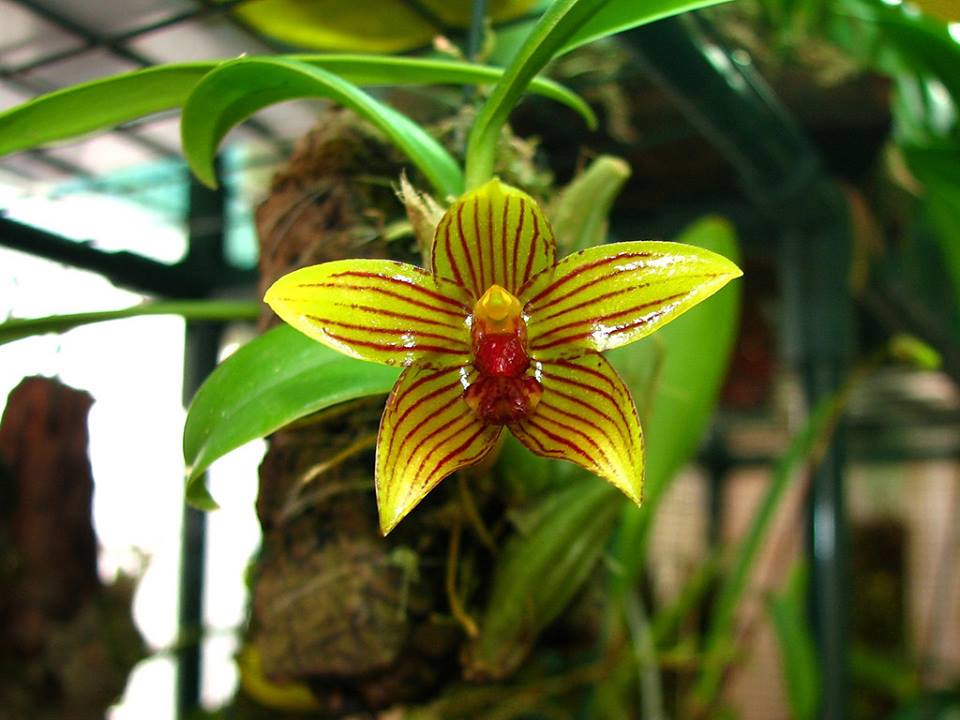 Bulbophyllum psittacoglossum