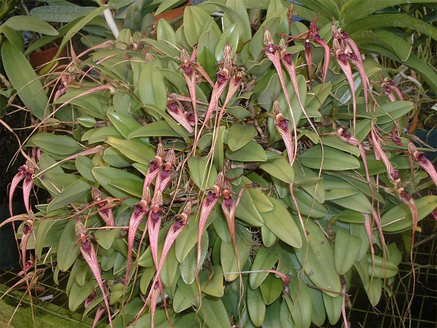Bulbophyllum-putidum