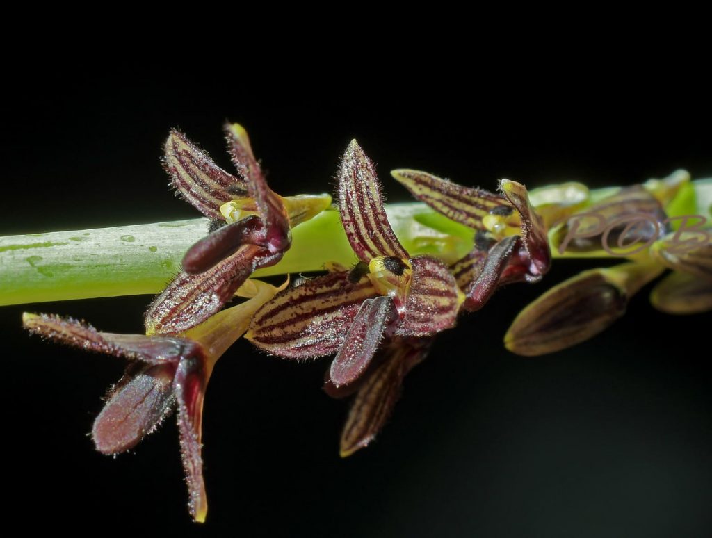 Bulbophyllumnigrescensfrontside2