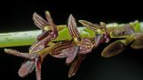 Lan Lọng Đen – Bulbophyllum nigrescens