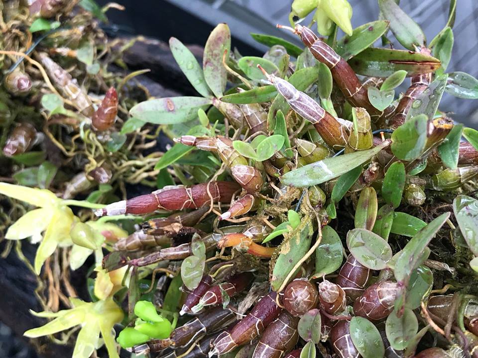 Thạch hộc tía-Dendrobium officinale