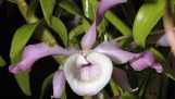 Hoàng thảo Xoắn – Dendrobium tortile