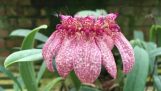 Lan lọng điểm – Bulbophyllum eberhardtii