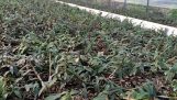 Thạch hộc tía – Dendrobium officinale – Một vị thuốc quý