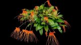 Lan Lọng Vệ Nữ – Bulbophyllum pectenveneris