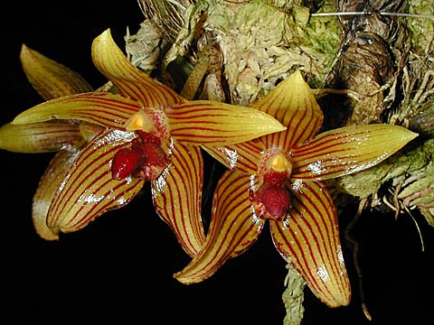 Lan Lọng Bao Mạng – Bulbophyllum psittacoglossum