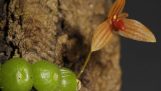 Lan Lọng Bảo Lộc – Bulbophyllum moniliforme