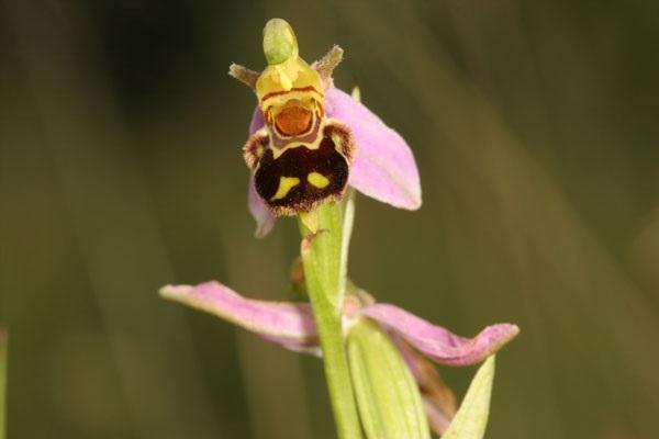 Hoa lan rừng có thể biến đổi hoa trông giống con ong cái