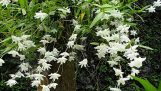 Lan Bạch Câu – Dendrobium Crumenatum