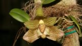 Lan Lọng Đẹp – Bulbophyllum pectinatum