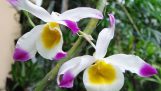 Cách trồng và chăm sóc lan Ngọc Thạch ba màu – Dendrobium crystallinum
