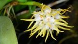 Lan Lọng Thơm – Bulbophyllum odoratissimum