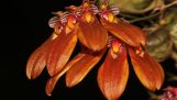 Lan Lọng Lùn – Bulbophyllum pumilio