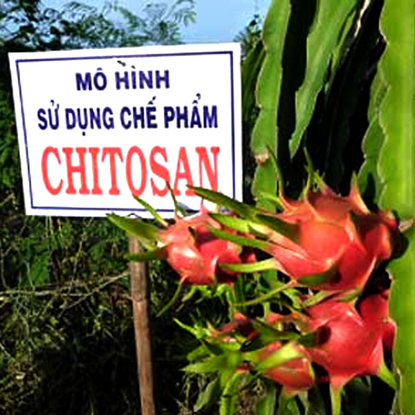 Chitosan kích thích tăng trưởng cây trồng và ngừa sâu bệnh