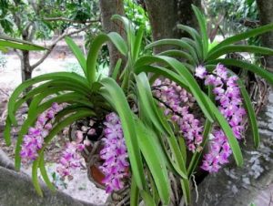 7 Hướng dẫn trồng và chăm sóc hoa lan Sóc Lào đúng cách mới nhất