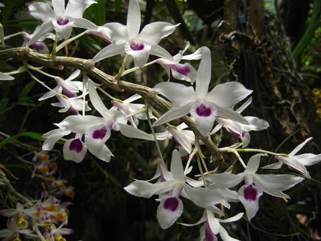 Lan Hoàng Thảo Hoàng Ý Ngọc (Tên khoa học: Dendrobium transparens)