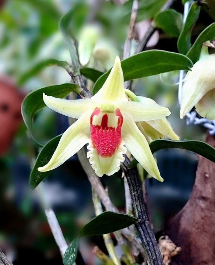 Lan hoàng thảo Thanh Hạc có tên khoa học Dendrobium cruentum
