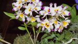 Hoàng Thảo U Lồi – Dendrobium Wardianum