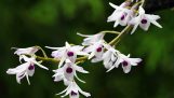Hoàng Thảo Ý Ngọc – Dendrobium Transparens