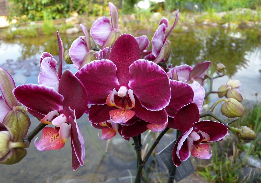 7 Cách trồng Lan Hồ Điệp Phalaenopsis Blume mới nhất