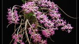 Cách trồng lan Hoàng Thảo – Dendrobium Swartz