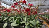 Cách trồng Lan Hồ Điệp Phalaenopsis Blume