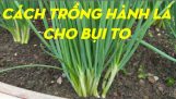 How to Plant and Harvest Green Onions from Start to Finish | Orchivi.com