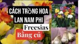 Cách trồng hoa Lan Nam Phi ( Freesia) bằng củ – phần 1 | Orchivi.com