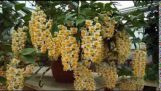 Các loài phong lan đẹp nở vào dịp tết | Orchivi.com