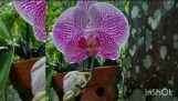 Hoa lan : vẻ đẹp các loài hoa | Orchivi.com