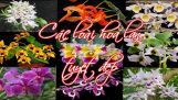 Các loài hoa lan tuyệt đẹp, dễ trồng | Orchivi.com