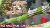 kích cho các loại hoa lan nở tết. | Orchivi.com
