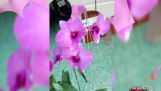 Hồng nhan bạc phận ( các loại hoa lan denro) | Orchivi.com