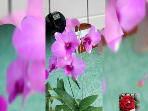 Các loại hoa lan - https://www.youtube.com/watch?v=o4Fsc0VC_60