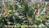 Chia sẻ cách trồng lan Đơn thân: Vanda, Mokara, Giáng hương,… vào trụ gỗ – MAI HUY | Orchivi.com