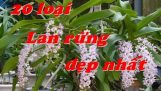 20 loại lan rừng có ở Việt Nam. Các loại phong lan rừng Việt Nam Phần 1 | Orchivi.com