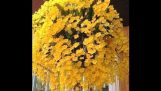 Sắc vàng rực rỡ của các loài phong lan rừng! | Orchivi.com