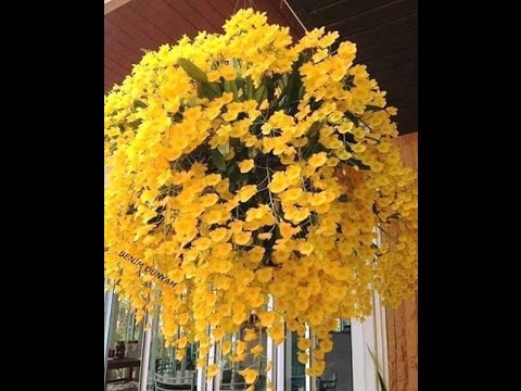 Các loại hoa lan - https://www.youtube.com/watch?v=-1jmzCnpplk