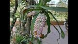 Các loại hoa lan ở việt nam | Orchivi.com
